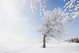 Snow covered beech trees, Schauinsland, near Freiburg im Breisgau, Black Forest, Baden-Wurttemberg, Germany