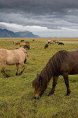 Islandpferde auf einer Wiese bei Höfn, Island, Skandinavien