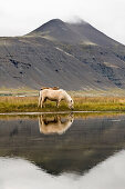 Icelandic horses grazing in a field near Hofn, Iceland, Scandinavia, Europe