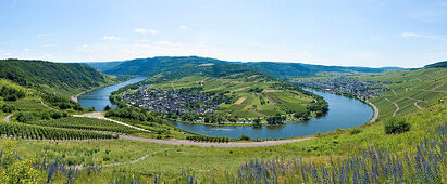 Mosel sinousity at Kroev in spring, Kroev, Rhineland Palatinate, Germany