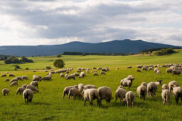Harz landscape with sheep herd, Brocken in background, Harz, Saxony-Anhalt, Germany