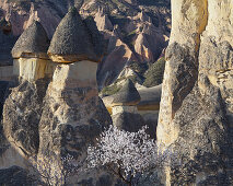 Blooming tree and the Fairy Chimney near Pasabagi, Tufa erosion, Goereme National Park, UNESCO World Nature Site, Cappadocia, Anatolia, Turkey