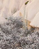 Tufa erosion near Uchisar, trees in blossom, Goereme National Park, UNESCO World Nature Site, Cappadocia, Anatolia, Turkey