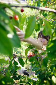 Boy picking cherries, Klein Thurow, Roggendorf, Mecklenburg-Western Pomerania, Germany