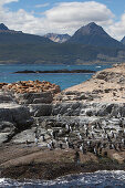 Kormorane und Seelöwen auf einer Insel im Beagle-Kanal, nahe Ushuaia, Feuerland, Patagonien, Argentinien, Südamerika