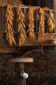 drying maize ears, Horreo, traditionel storehouse, granary, Torazo, near Infiesto, province of Asturias, Principality of Asturias, Northern Spain, Spain, Europe