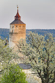 Blühende Kirschbäume vor Burg Forchtenstein, Burgenland, Österreich, Europa