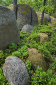 Koboldsteine, goblins' stones at Natural Park Blockheide Eibenstein, Gmuend, Lower Austria, Austria, Europe