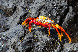 Rote Klippenkrabbe auf Dragon Hill, Insel Santa Cruz, Galapagos Inseln, Ecuador, Südamerika