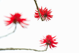 Korallenstrauch, Erythrina flabelliformis, Puerto de la Cruz, Teneriffa, Kanarische Inseln, Spanien, Europa