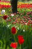 Tulpenwiese, Insel Mainau, Bodensee, Baden-Württemberg, Deutschland, Europa