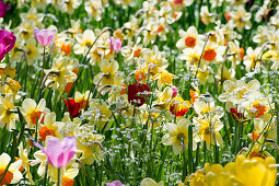 Flower meadow with daffodils, Mainau Island, Lake Constance, Baden-Wuerttemberg, Germany, Europe