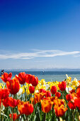 Tulpenwiese mit Bodensee und Alpen, Insel Mainau, Bodensee, Baden-Württemberg, Deutschland, Europa