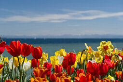 Flower meadow with tulips, Lake Constance and the Alps in the background, Mainau Island, Lake Constance, Baden-Wuerttemberg, Germany, Europe