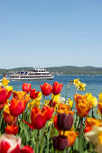 Flower meadow with tulips, Lake Constance and a ferry in the background, Mainau Island, Lake Constance, Baden-Wuerttemberg, Germany, Europe