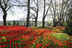 Flower meadow with tulips, Mainau Island, Lake Constance, Baden-Wuerttemberg, Germany, Europe