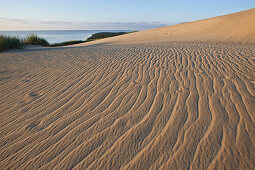 Sandrippel auf einer Wanderdüne, Kurisches Haff nördlich Perwelk, Ostsee, Litauen, Europa