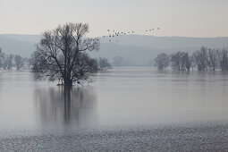 Frozen Oder valley in Winter, Lower Oder Valley International Park near Schwedt, Brandenburg, Germany