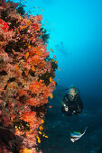 Diver at coral reef, North Male Atoll, Indian Ocean, Maldives