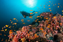 Scuba Diver and coral fishes, North Male Atoll, Indian Ocean, Maldives