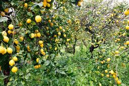 Lemon trees with rape lemons, Soller, Mallorca, Spain