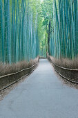 Japan, Kyoto, Arashiyama, Sagano, Bamboo Forest, Sagano Bamboo Forest