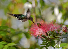 Flying hummingbird at a mimosa blossom, Guanacaste, Costa Rica, Central America, America