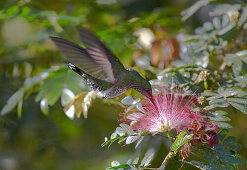 Flying hummingbird at a mimosa blossom, Guanacaste, Costa Rica, Central America, America