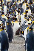 King Penguin with chick, Aptenodytes patagonicus, South Georgia, Antarctica