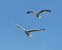 Seagulls over the Baltic Sea at Warnemuende, Hanseatic Town of Rostock, Mecklenburg-Western Pomerania, Germany