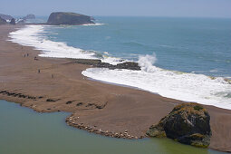 Sea lions at the mouth of the Russian River, Pacific Ocean, Goat Rock State Beach, Sonoma, Highway 1, California, USA, America