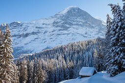 Schneeschuhwandern am Fuss der Eiger Nordwand mit Hund und verschneiter Alphütte, im Hintergrund die Eiger Nordwand, Grindelwald, Jungfrauregion, Berner Oberland, Kanton Bern, Schweiz, Europa