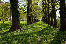 Forgotten avenue of trees in Spring near Michaelsdorf, Bodstedter Bodden, Baltic Sea, Darss, Mecklenburg Vorpommern, northern Germany