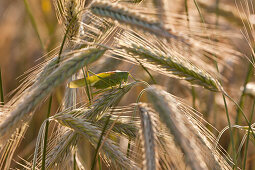 Grasshopper sitting on an ear of corn, field of rye, farmland, Agriculture