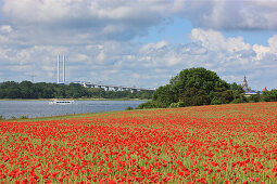 Klatschmohn und Rügenbrücke über den Strelasund, rechts der Turm der Marienkirche von Stralsund, Insel Rügen, Ostsee, Mecklenburg Vorpommern, Deutschland, Europa