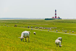 Sheeps at the dyke and lighthouse Westerheversand, Westerhever, Eiderstedt, Northern Frisia, Schleswig Holstein, Germany