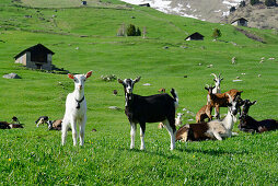 Ziegen stehen auf Almwiese, Walserweg, Hinterrhein, Graubünden, Schweiz