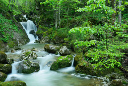 Gebirgsbach fließt über Wasserfallstufe, Tegernsee, Bayerische Alpen, Oberbayern, Bayern, Deutschland