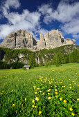 Flowering meadow and hay barn in front of Sella range, Sella range, Dolomites, UNESCO world heritage site Dolomites, South Tyrol, Italy
