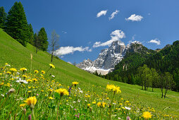 Flowering meadow in front of Monte Pelmo, Dolomites, UNESCO world heritage site Dolomites, Venetia, Italy