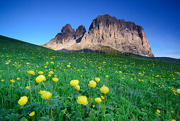 Blumenwiese mit Trollblumen vor Langkofel, Langkofel, Dolomiten, UNESCO Weltnaturerbe Dolomiten, Südtirol, Italien