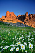 Blumenwiese mit Margariten vor Sellagruppe, Sella, Dolomiten, UNESCO Weltnaturerbe Dolomiten, Südtirol, Italien
