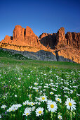 Flowering meadow with marguerites in front of Sella range, Sella, Dolomites, UNESCO world heritage site Dolomites, South Tyrol, Italy