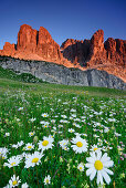 Flowering meadow with marguerites in front of Sella range, Sella, Dolomites, UNESCO world heritage site Dolomites, South Tyrol, Italy