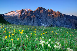 Flowering meadow in front of Marmolada, Bindelweg, Marmolada, Marmolata, Dolomites, UNESCO world heritage site Dolomites, Trentino, Venetia, Italy