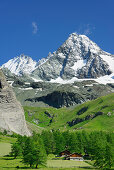 Almen vor Großglockner, Luckneralm, Großglockner, Nationalpark Hohe Tauern, Osttirol, Österreich