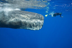 Sperm Whale and Skin diver, Physeter macrocephalus, Caribbean Sea, Dominica, Leeward Antilles, Lesser Antilles, Antilles, Carribean, West Indies, Central America, North America