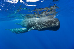 Sperm Whale Mother and Calf, Physeter macrocephalus, Caribbean Sea, Dominica, Leeward Antilles, Lesser Antilles, Antilles, Carribean, West Indies, Central America, North America