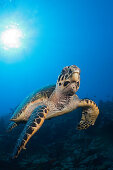Hawksbill Turtle, Eretmochelys imbriocota, Caribbean Sea, Dominica, Leeward Antilles, Lesser Antilles, Antilles, Carribean, West Indies, Central America, North America