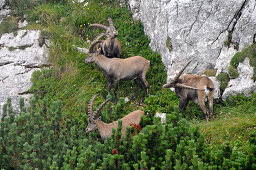 Capricorns under the Benediktenwand, Upper Bavaria, Germany, Europe